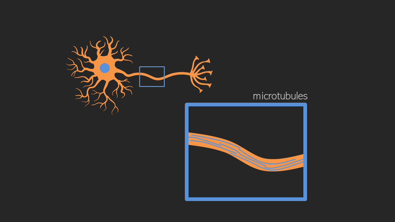 Axonal Microtubules